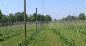 Mulch Ado About Weeds: Management Strategies For Hops