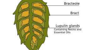 Harvest Time Approaching For Hop Growers