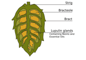 Cross-section_of_hop_cone