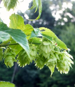 2014 Hops Field Day & Tour @ MSU Horticultural Research Center | Traverse City | Michigan | United States