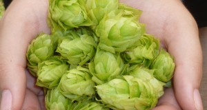 Determining When Hops Are Ready To Harvest