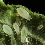 aphid_phorodon_humuli_10-07-13_4