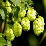 bittering hops