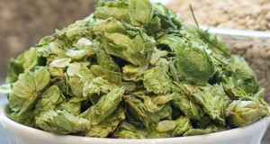Drying Hops On A Small Scale