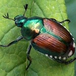 japanese beetle