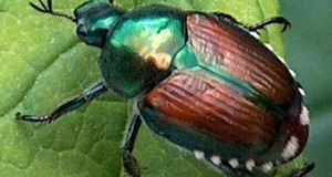 Problems With Japanese Beetles?