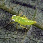 potato leafhopper nymph