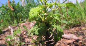 Managing Downy Mildew in Hops in the Northeast