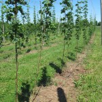 Hops have been striped to 5', and all untrained shoots and basal spikes removed.