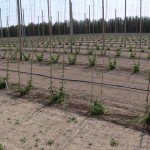 University of Guelph research hop yard with stringing completed and hops trained, Spring 2014