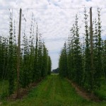 Figure 2: Vegetative growth of two year old hops in the University of Guelph research hop yard in Simcoe (June 23, 2014)