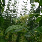 Firgure 1: Burr formation on Hallertauer hops in the University of Guelph Simcoe research hop yard (June 23, 2014)