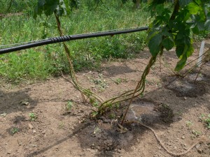 Figure 3: Drip irrigation is a common method used for irrigating hops. It is important to supply enough water to the hops at critical growth stages during the season to optimize yield and quality. Be sure to measure the amount of water released through the emitter over a set time and schedule your irrigation timing appropriately.
