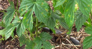 Identifying downy mildew in hops