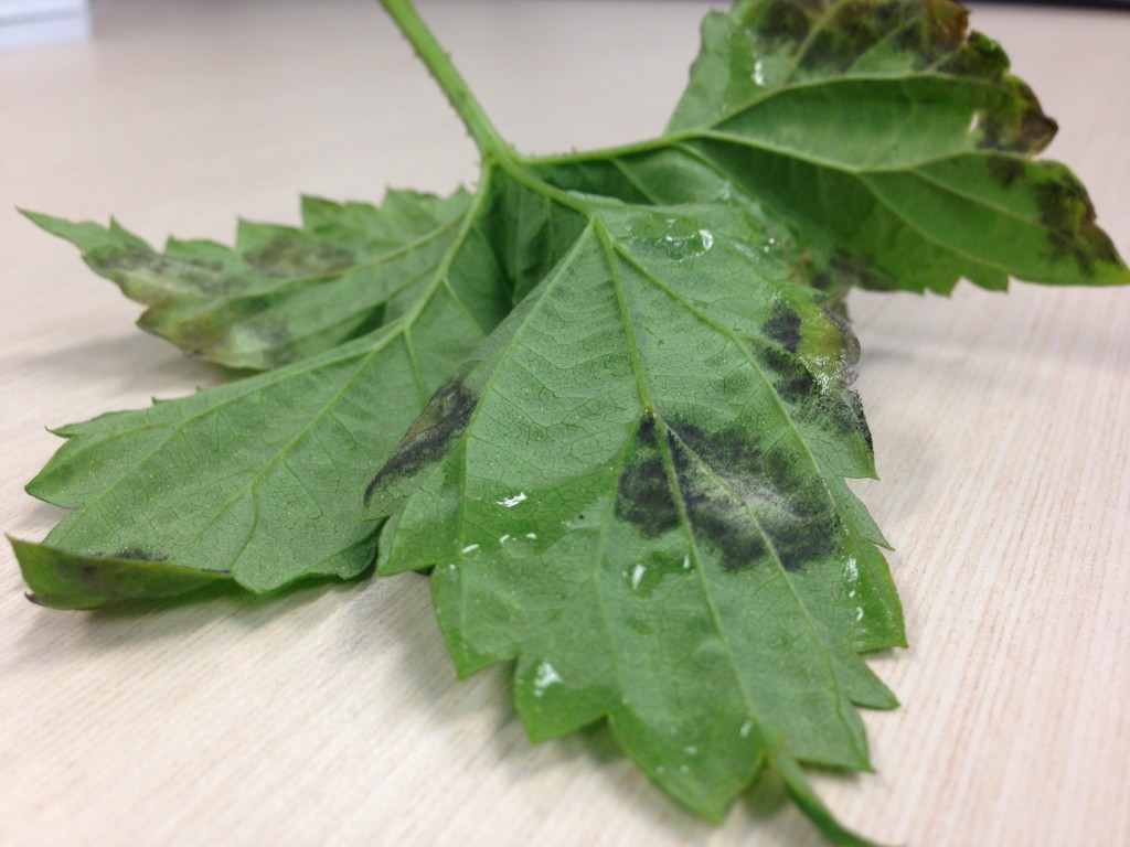 Downy mildew sporulating on underside of a leaf lesion.