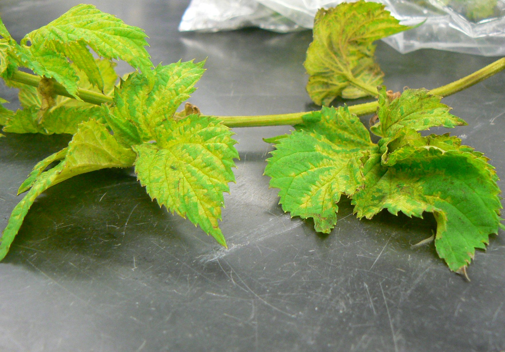 Close up of leaf mottling. Note the sporulation on the underside of the upper leaf.