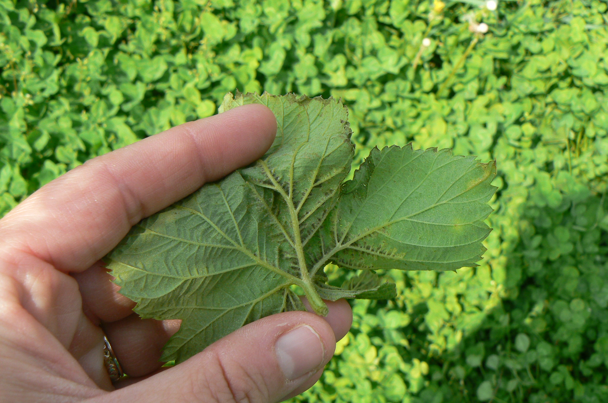 Sporulation associated with chlorotic tissue on underside of mottled leaf.