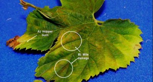 Insecticide/Miticide label expanded for control of  spider mites on hops