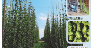 Hop Research Field Day/Twilight Meeting 23 July, 2015
