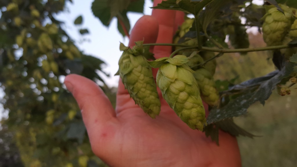 Sources for hops Alpha Acid Unit (AAU) testing for Ontario hop growers