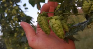 Calling all growers to participate on OHGA’s hops benchmark project to identify key harvest dates!