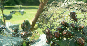 Managing Japanese beetles without chemicals – can it be done?