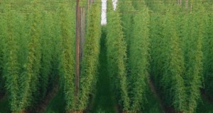 2016 hops growing workshops and field days