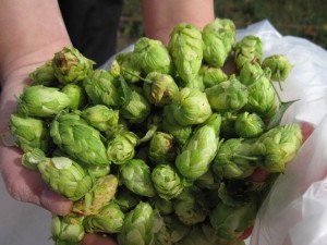 Hops_Hands