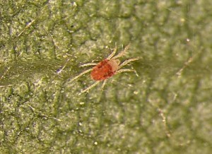Spider mites, hard to spot by eye, although damage they cause can be quite visible and significant.